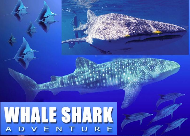 Whale shark tour video pictures reservation